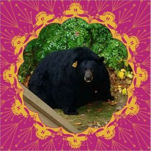 Meet your Posher, Robbie